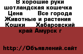 В хорошие руки шотландская кошечка › Цена ­ 7 - Все города Животные и растения » Кошки   . Хабаровский край,Амурск г.